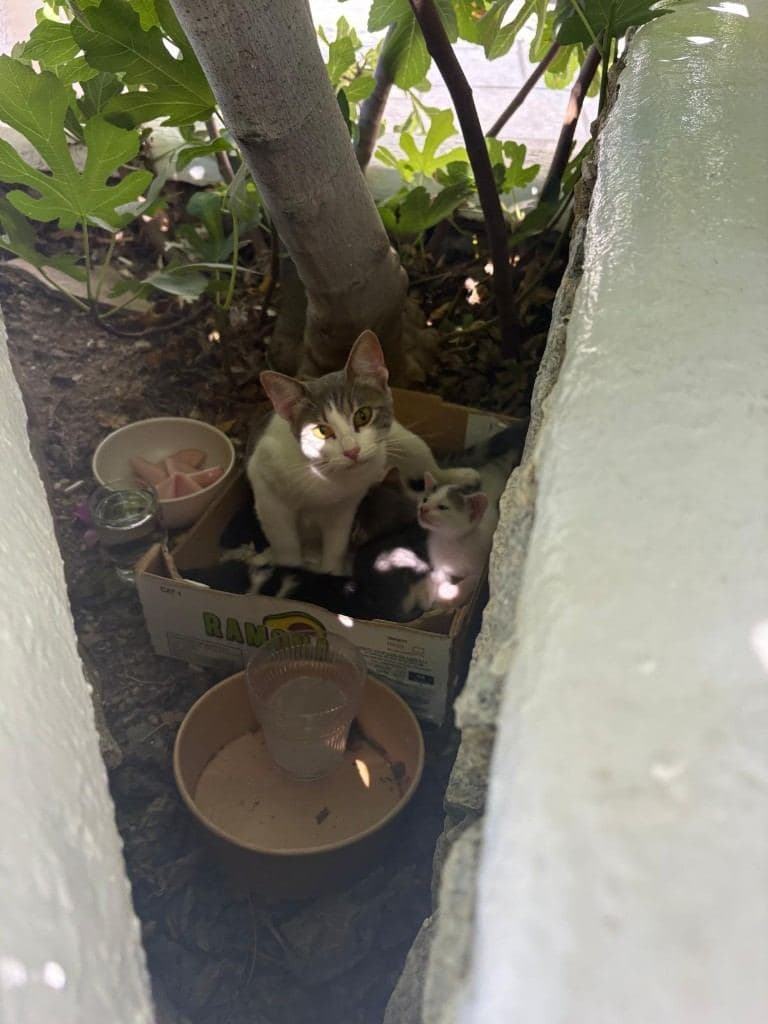 Un gattino e un cucciolo insieme in una strada di Mykonos
