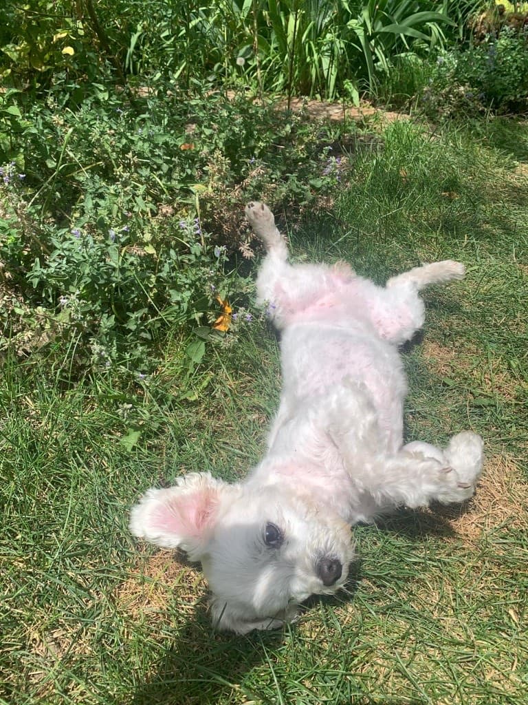 Un piccolo cane bianco gioca felice sulla schiena in un giardino