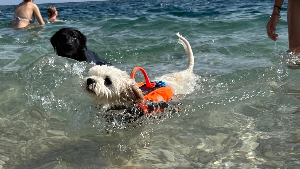 Due cani nuotano nel mare limpido di Mykonos