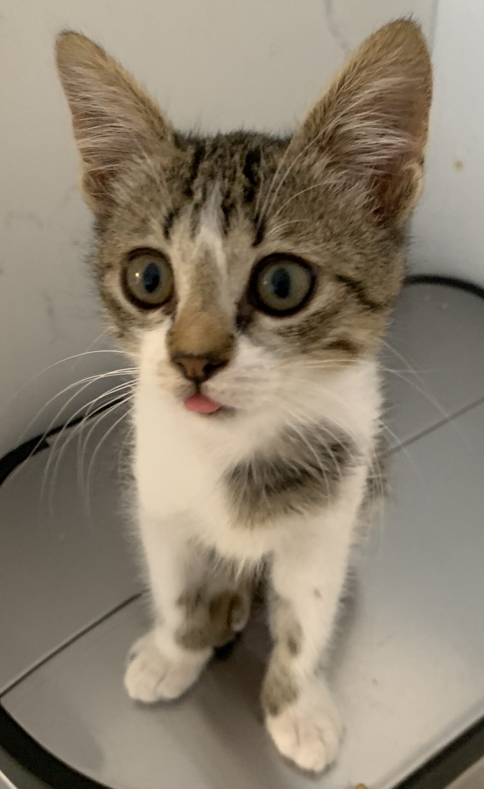 kitten with tongue out