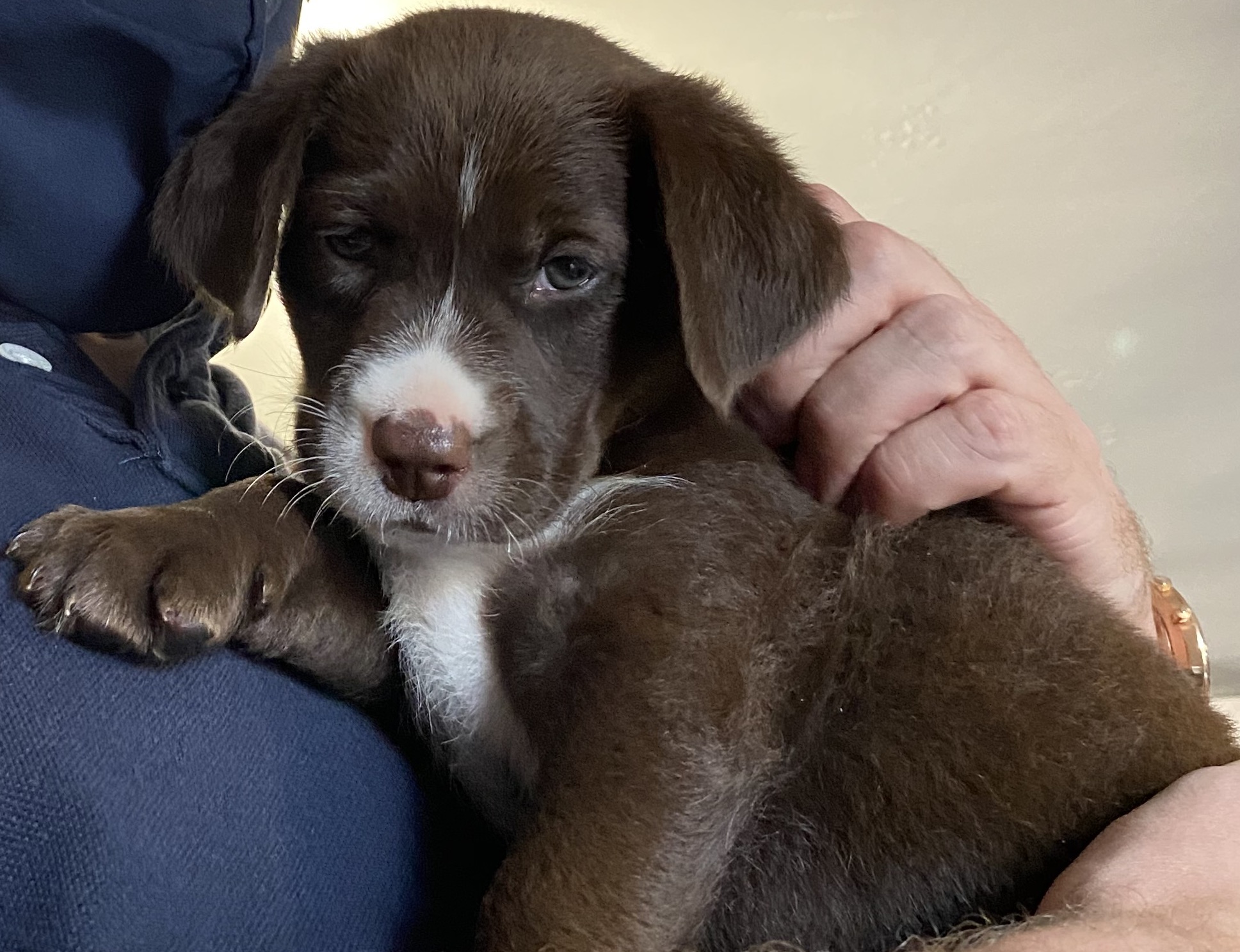 puppy photo